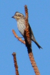 Cassin's Finch - ML610138779