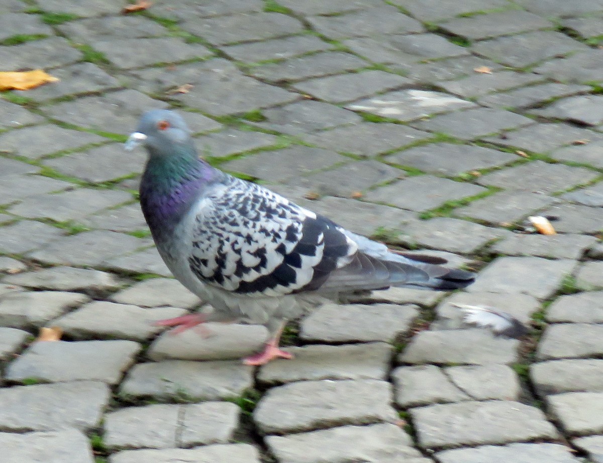 Rock Pigeon (Feral Pigeon) - ML610138791