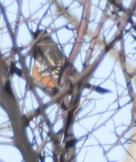 Spotted Towhee - ML610138792