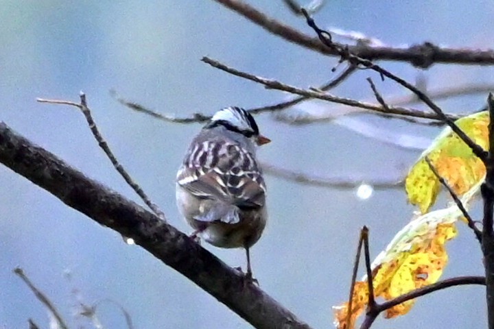 White-crowned Sparrow - ML610138879
