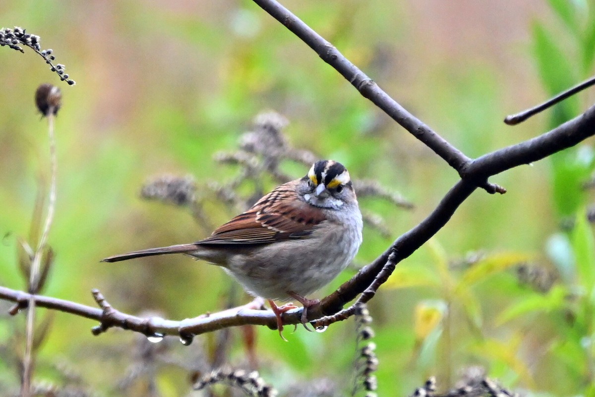 White-throated Sparrow - ML610138884