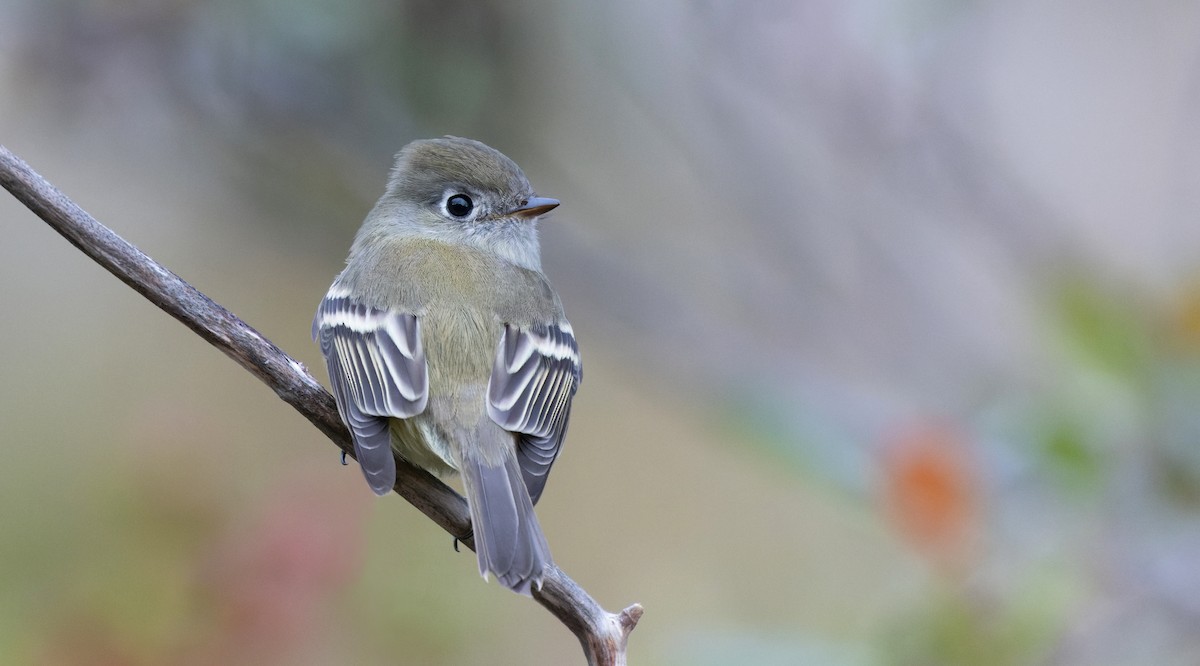 Hammond's Flycatcher - ML610138979