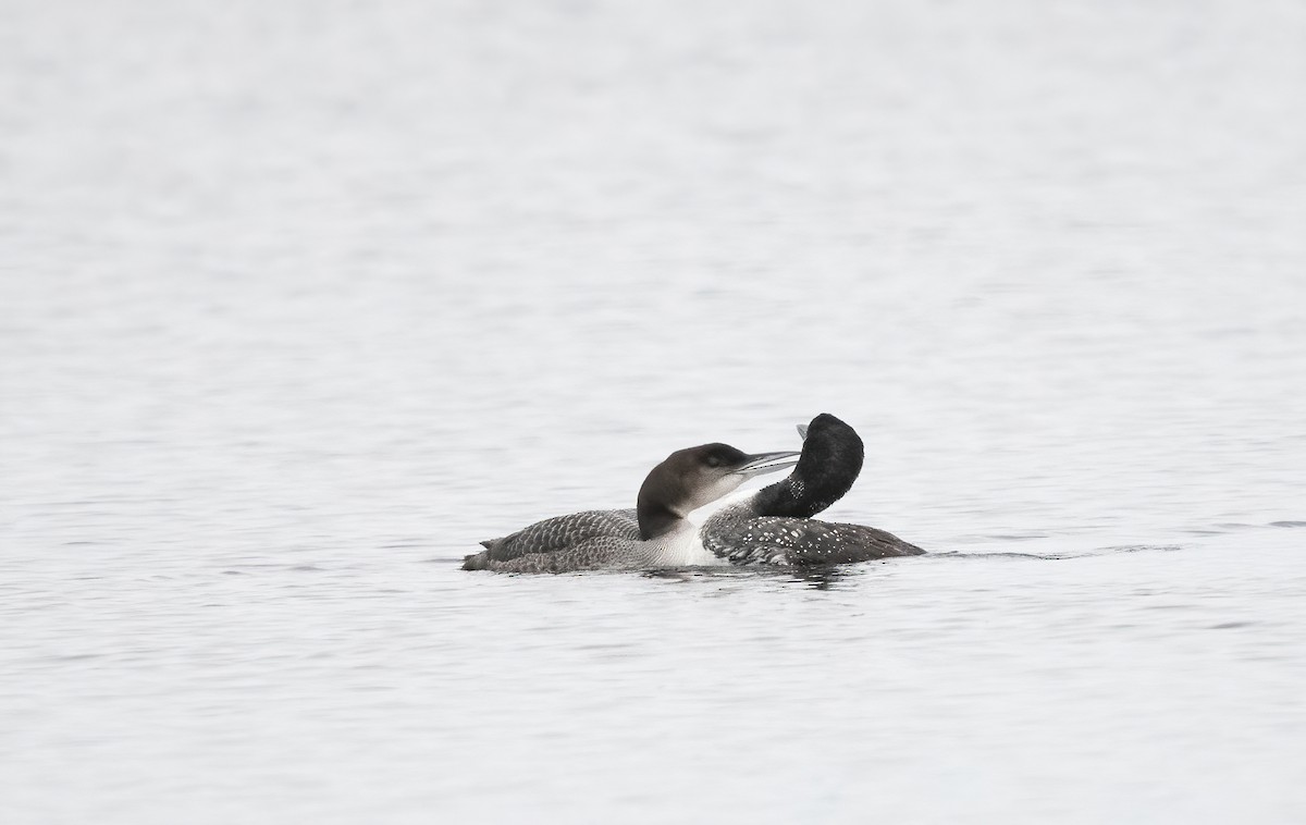 Common Loon - Annie Lavoie