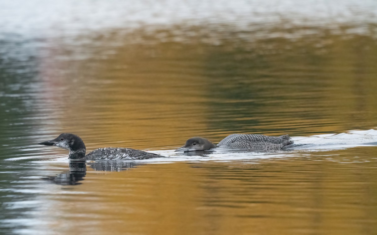 Common Loon - ML610139012