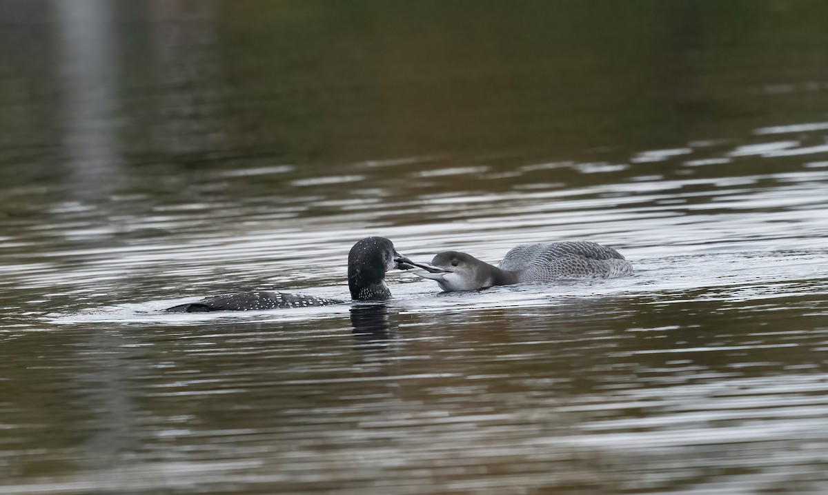 Plongeon huard - ML610139017