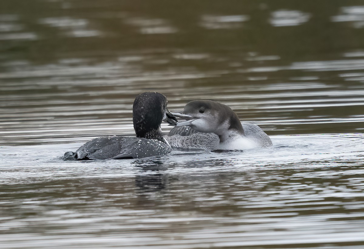 Plongeon huard - ML610139019