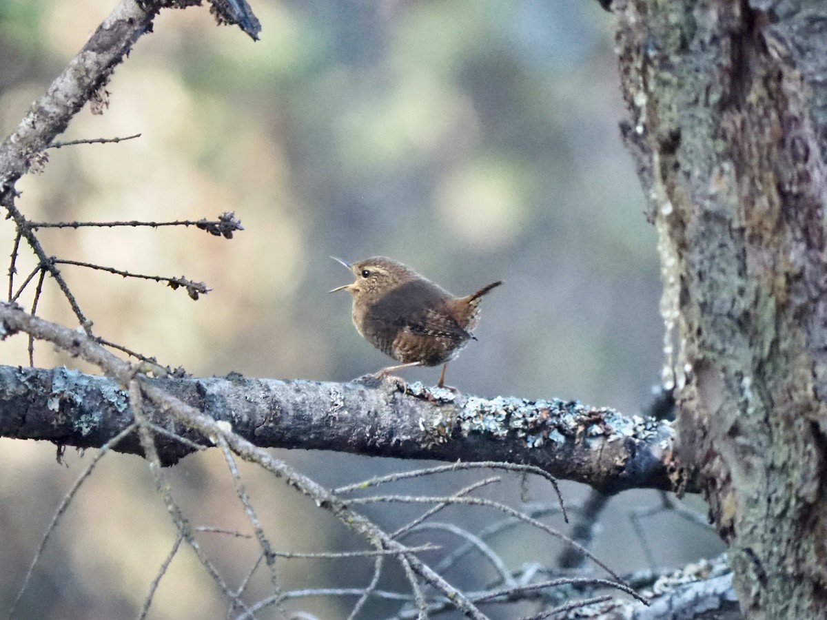 Pacific Wren - ML610139094