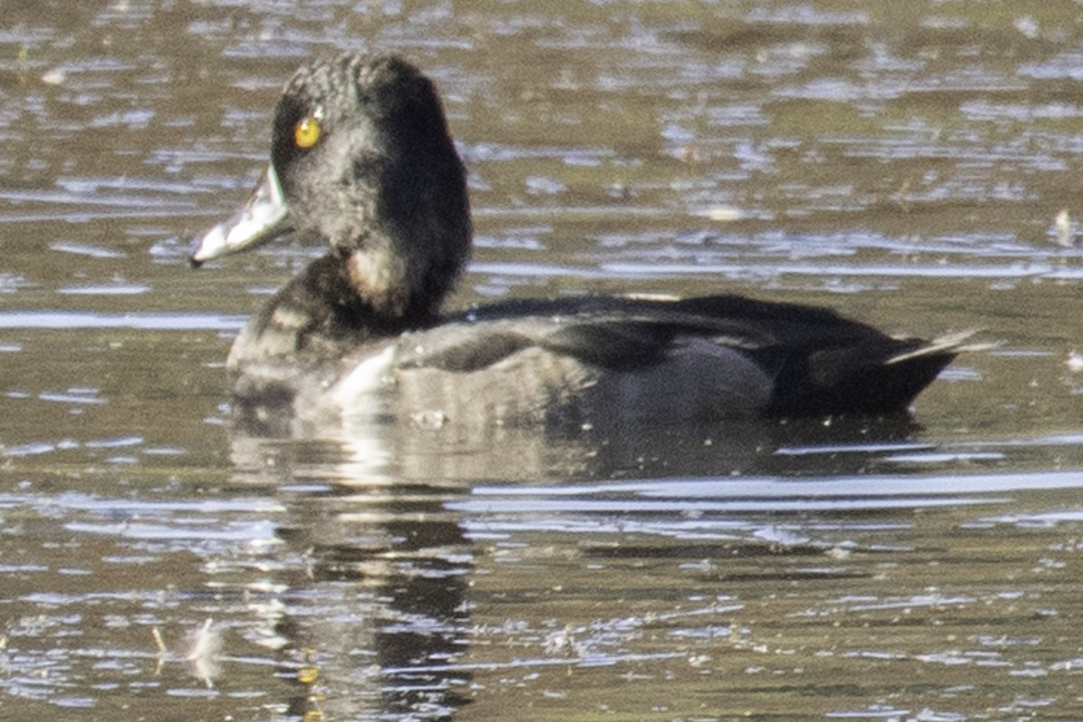 Ring-necked Duck - ML610139124