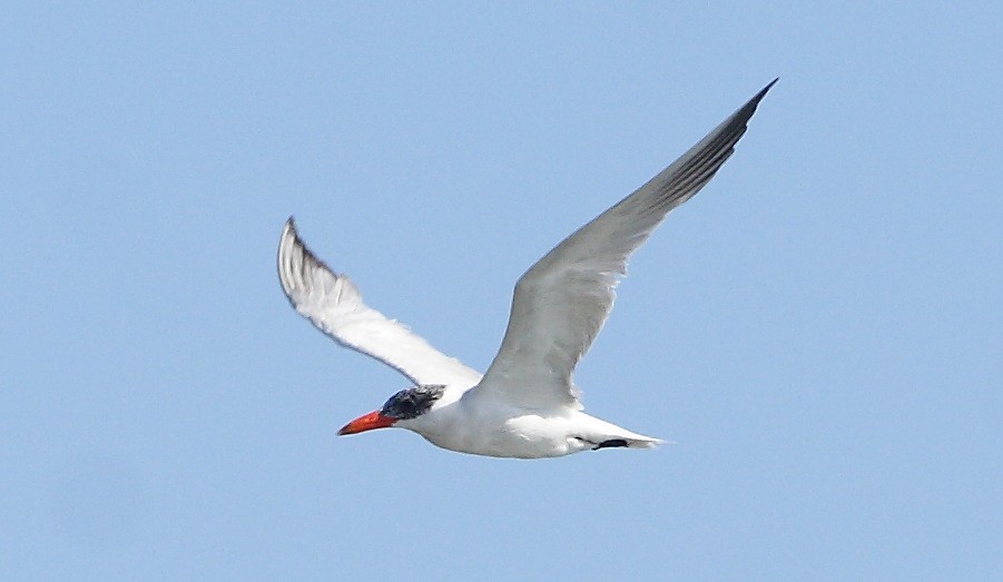 Caspian Tern - ML610139141