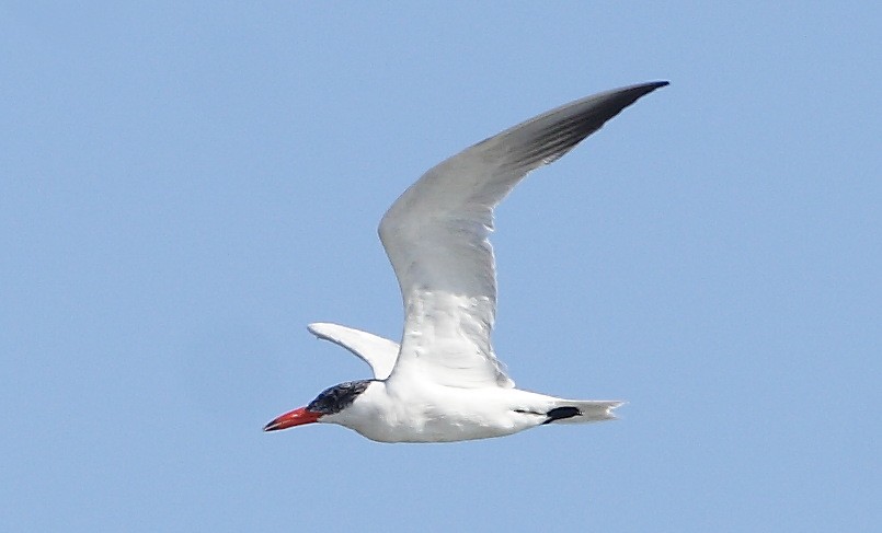 Caspian Tern - ML610139144