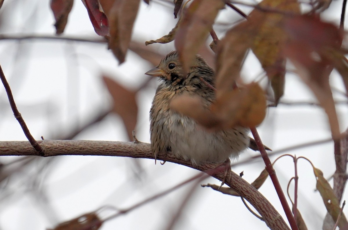 Lincoln's Sparrow - ML610139152