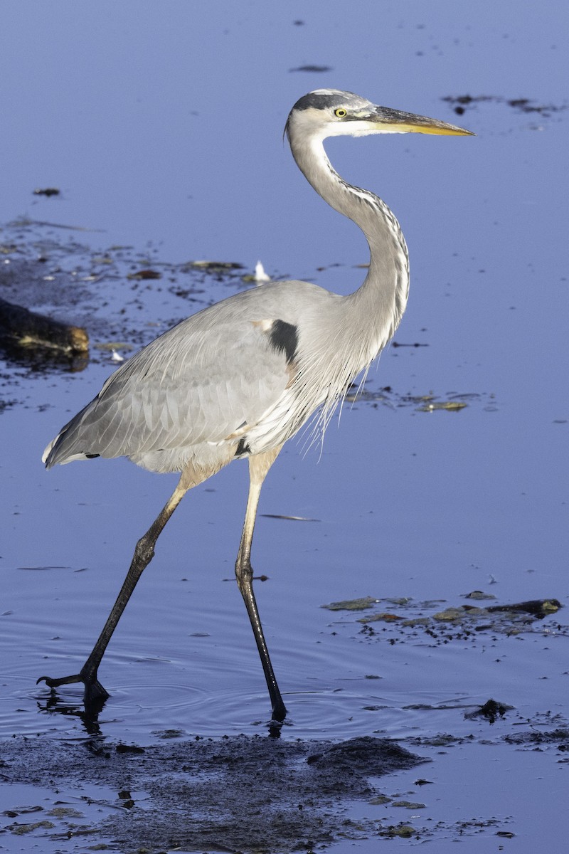 Great Blue Heron - ML610139270