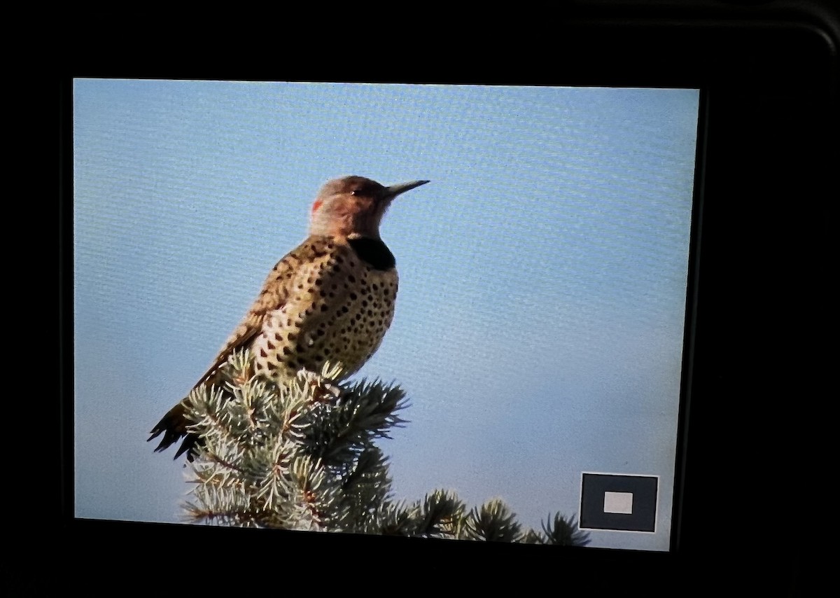 Northern Flicker - Hanna Walczykowski