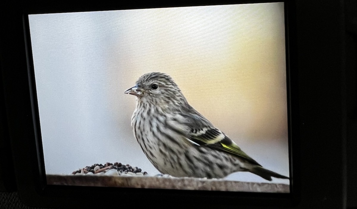 Pine Siskin - Hanna Walczykowski