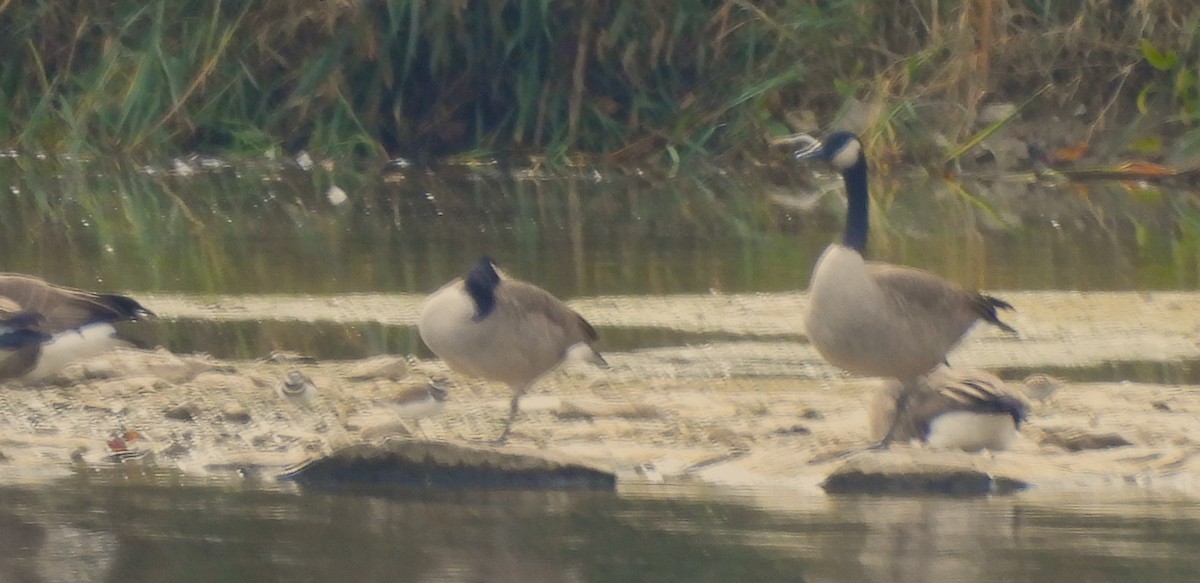 Killdeer - ML610139381