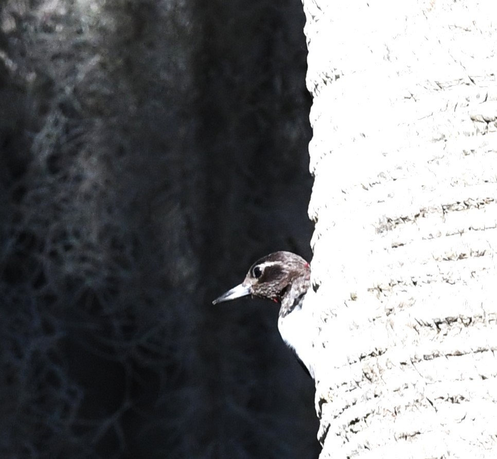 Red-headed Woodpecker - Todd Love