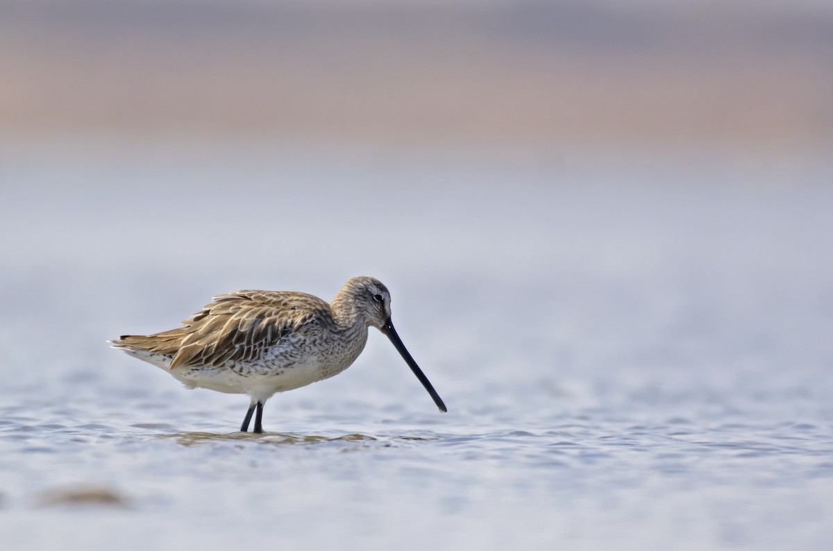 Asian Dowitcher - ML610139448