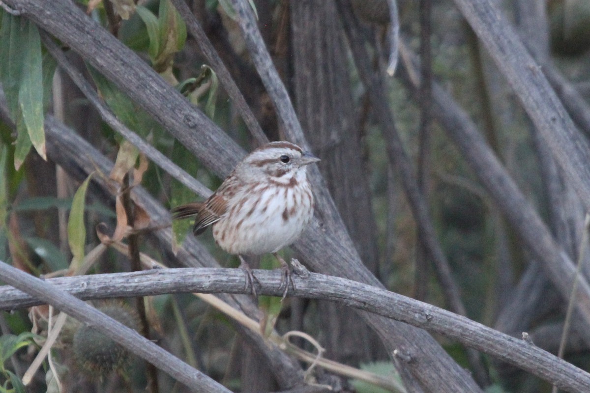 Song Sparrow (fallax Group) - Caleb Strand