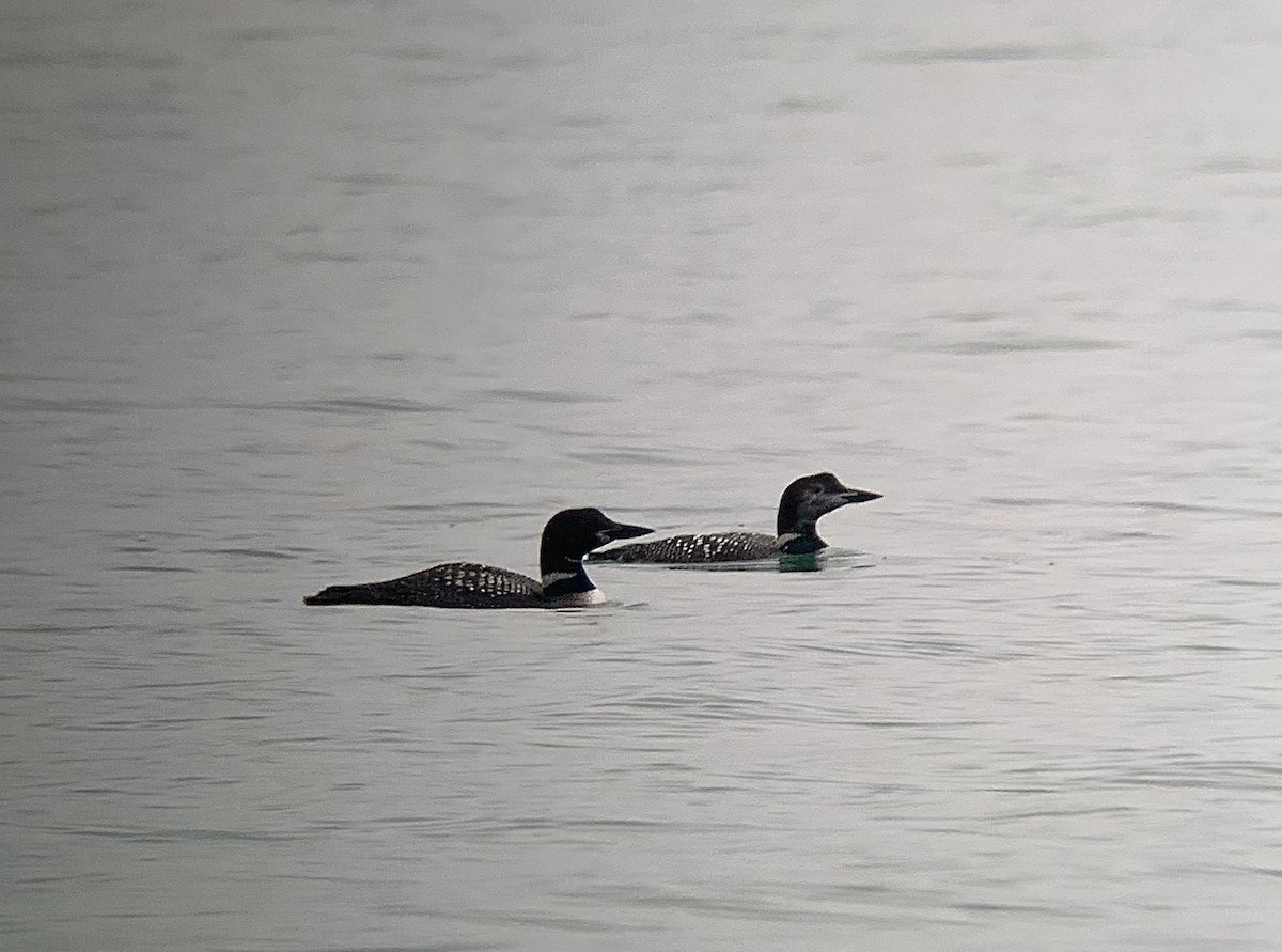 Черноклювая гагара - ML610139608