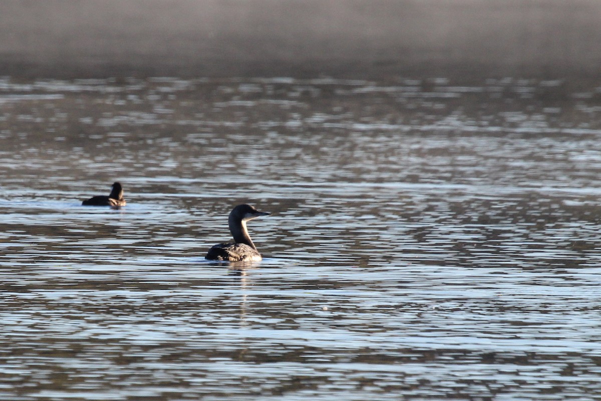 Pacific Loon - ML610139763