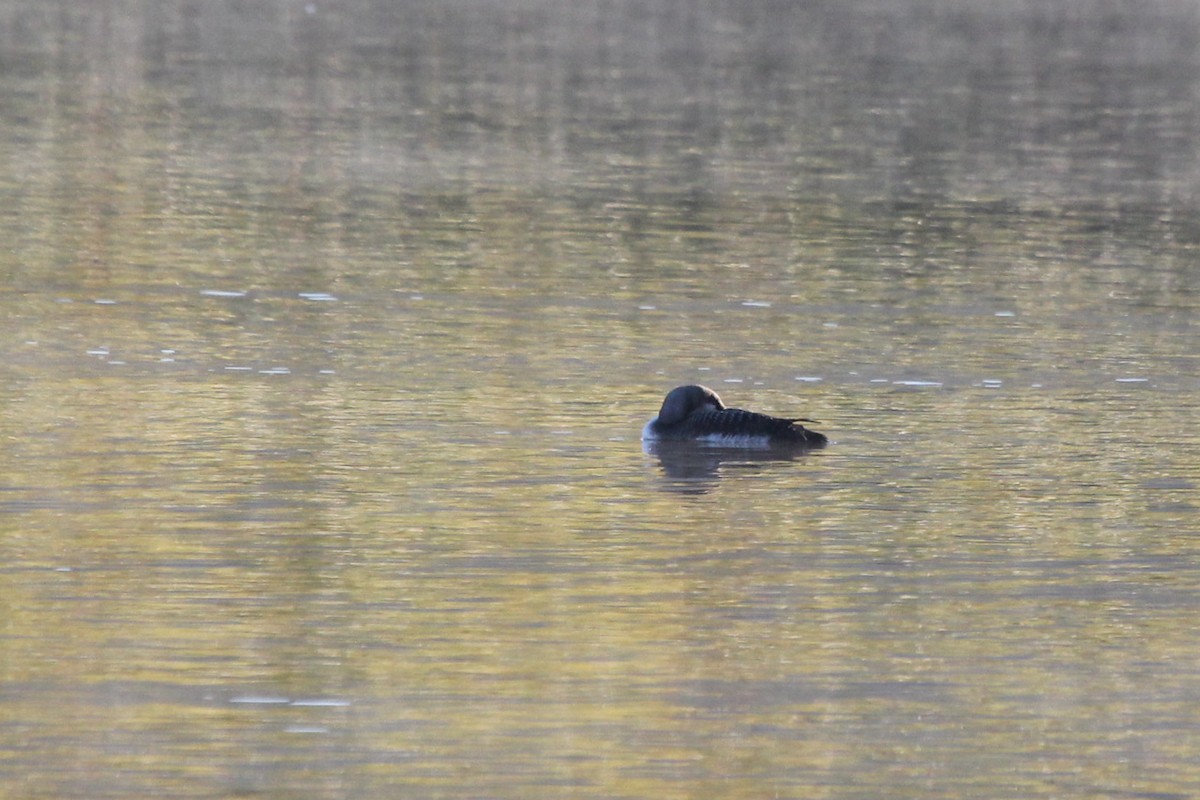 Pacific Loon - ML610139766