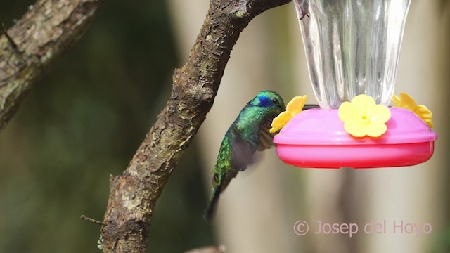 Colibrí Oreja Violeta Menor (andino) - ML610139768