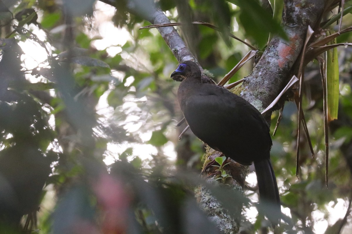 Sickle-winged Guan - ML610139863