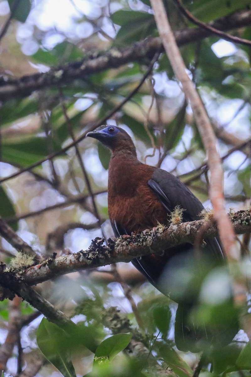 Sickle-winged Guan - Thomas Galewski