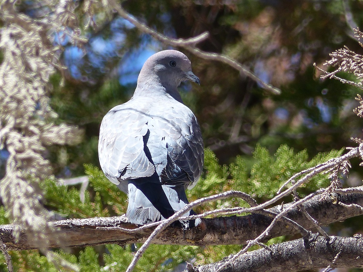 Spot-winged Pigeon - ML610139865