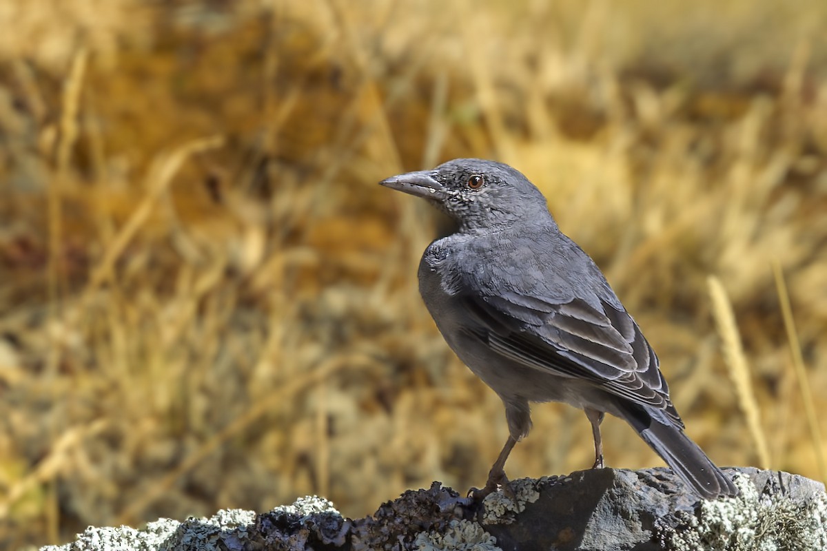 Boulder Finch - ML610139883