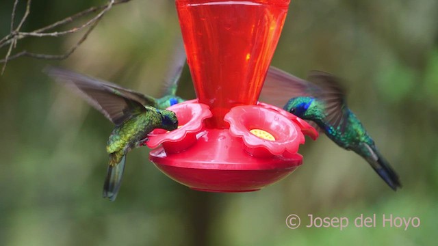 Lesser Violetear (Andean) - ML610139889