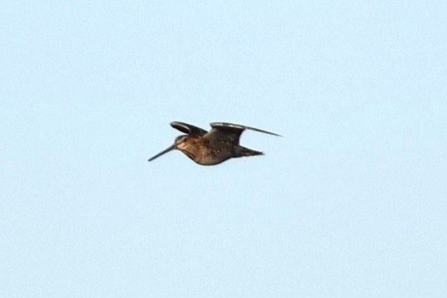 Wilson's Snipe - ML610140027