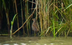 Spotted Crake - Christopher Witte