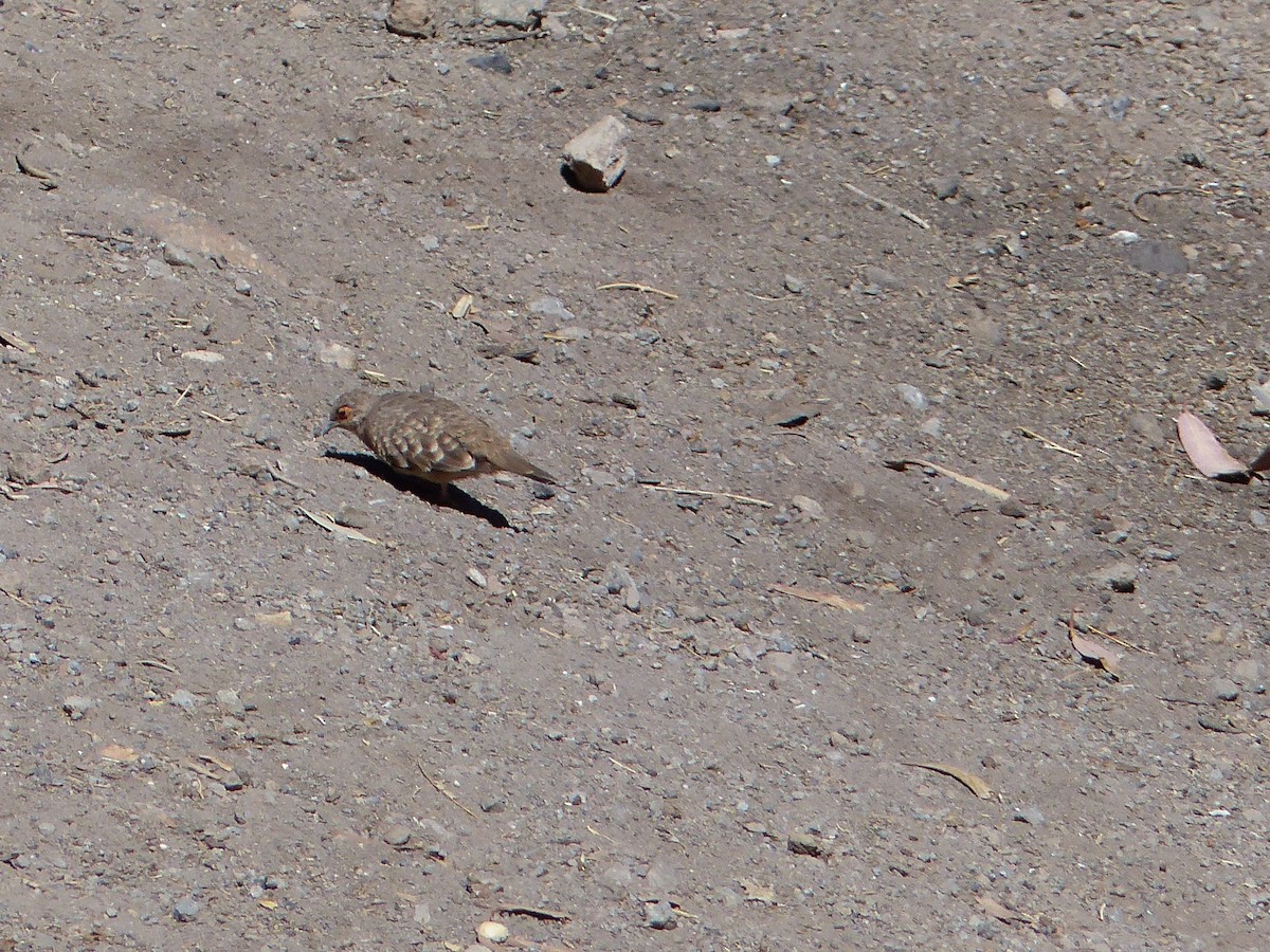 Bare-faced Ground Dove - ML610140106