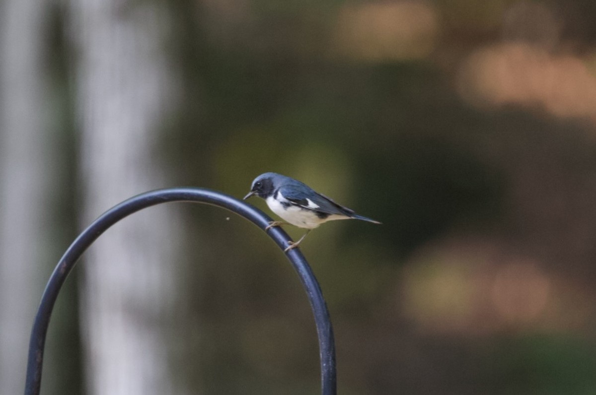 Black-throated Blue Warbler - Krista Oswald