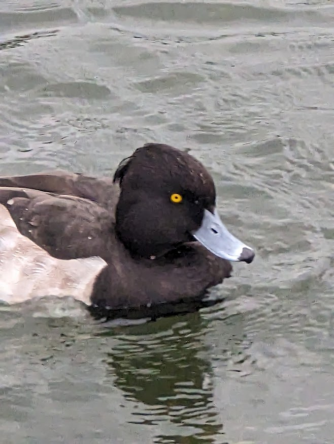 Tufted Duck - ML610140219