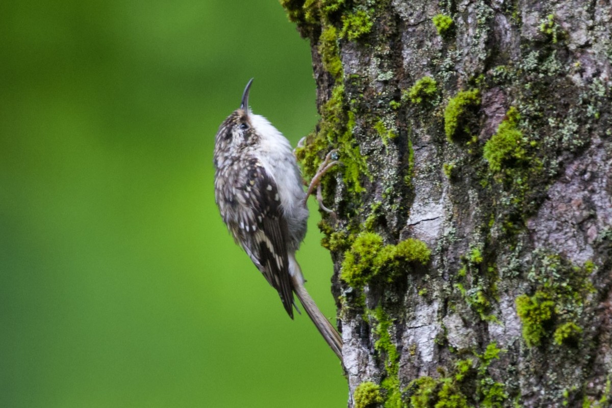 Brown Creeper - ML610140234