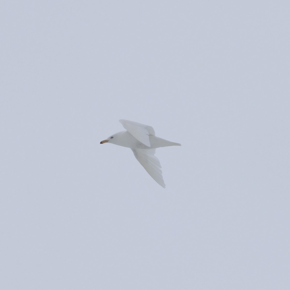 Glaucous Gull - Ferenc Domoki