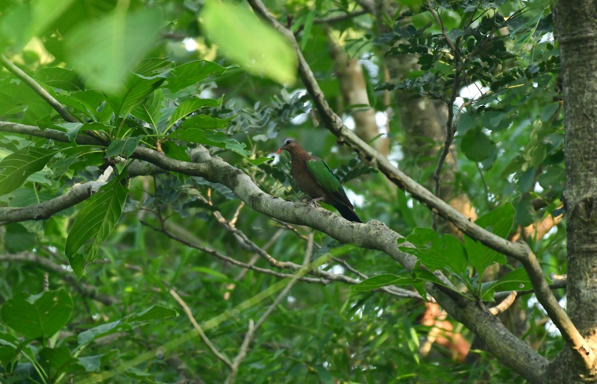 Asian Emerald Dove - ML610140313