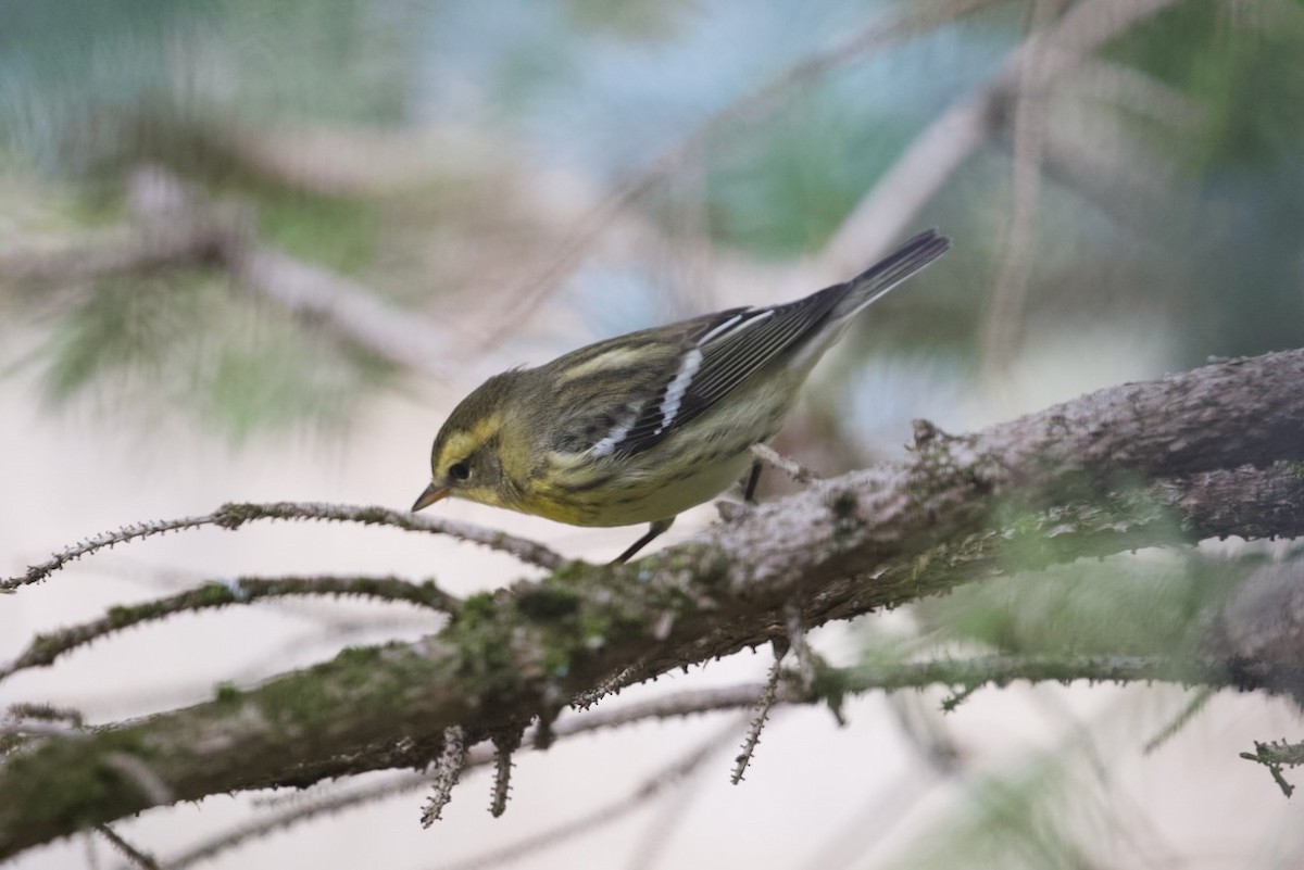 Blackburnian Warbler - Krista Oswald