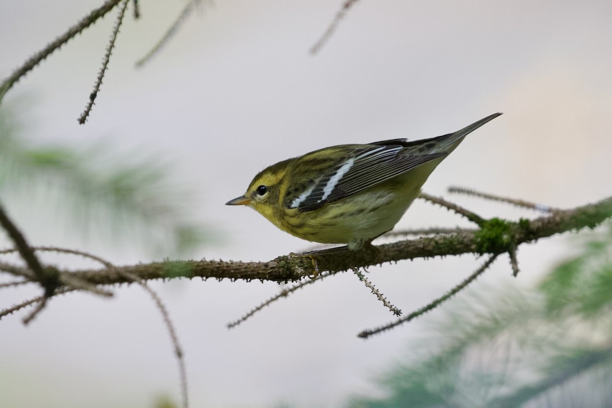 Blackburnian Warbler - ML610140348