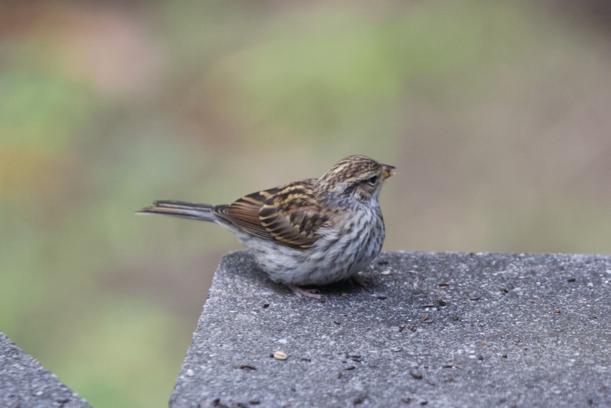 Chipping Sparrow - ML610140383