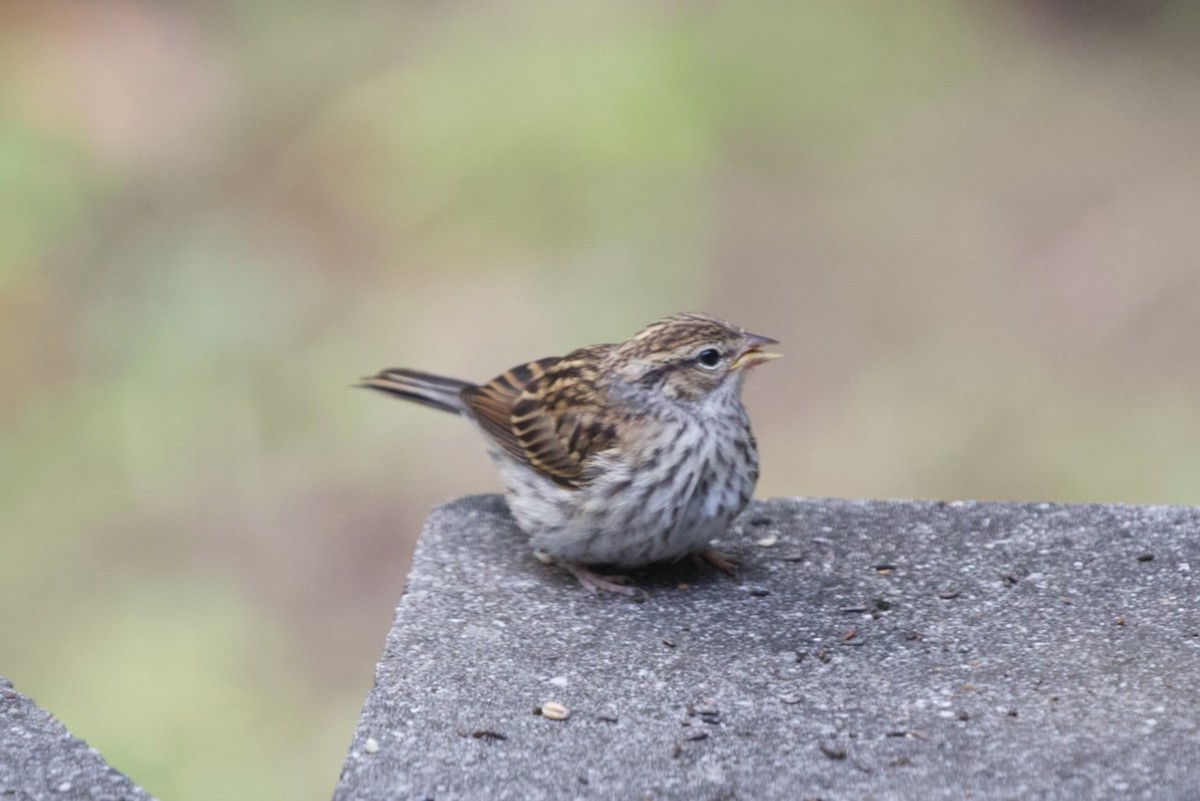 Chipping Sparrow - ML610140384