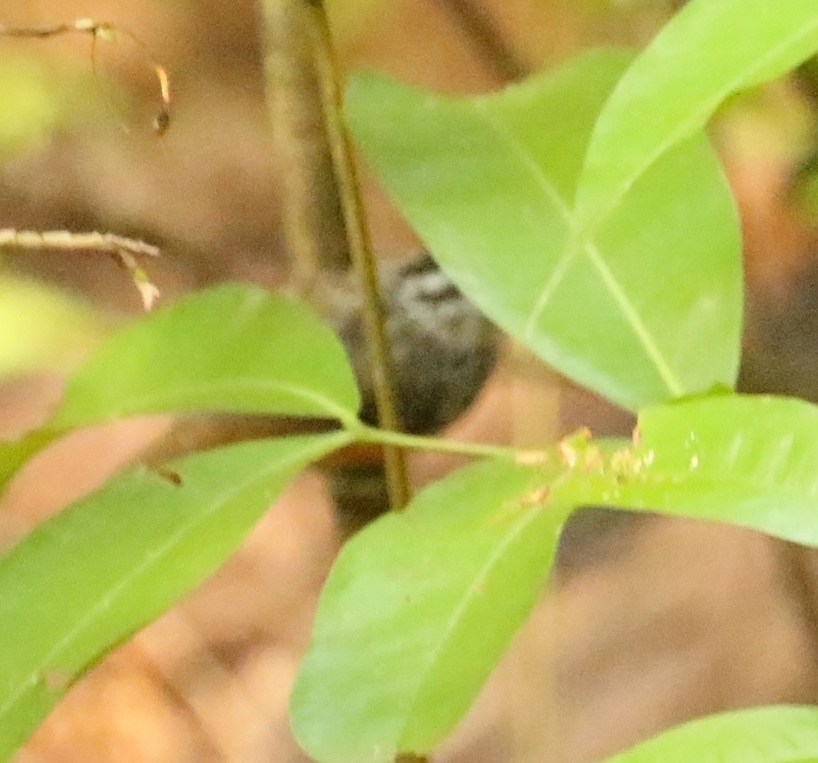 Guianan Warbling-Antbird - ML610140544