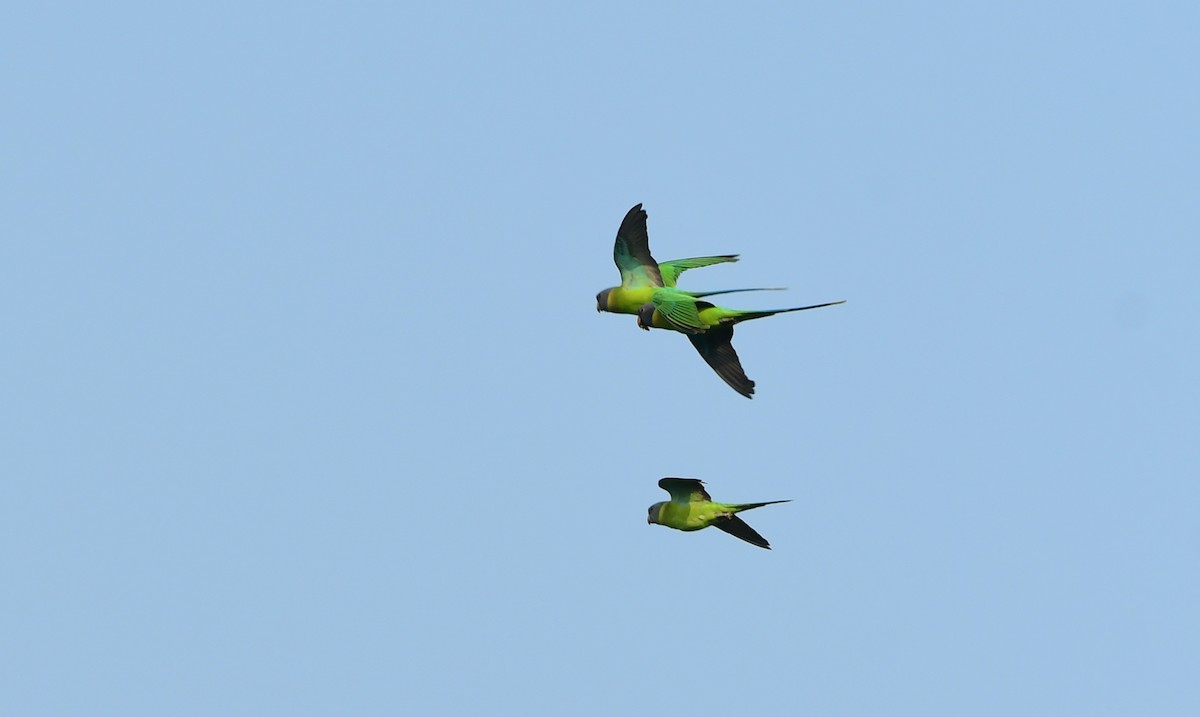 Plum-headed Parakeet - ML610140563