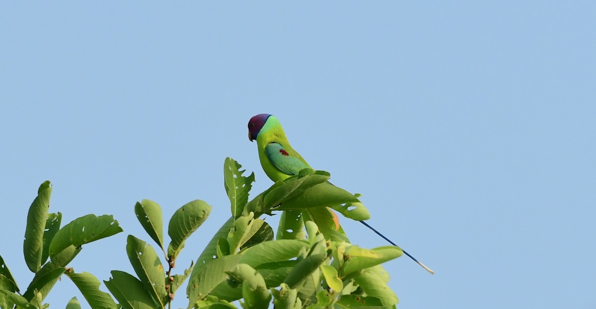 Plum-headed Parakeet - ML610140564