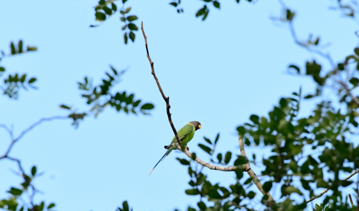 Plum-headed Parakeet - ML610140566