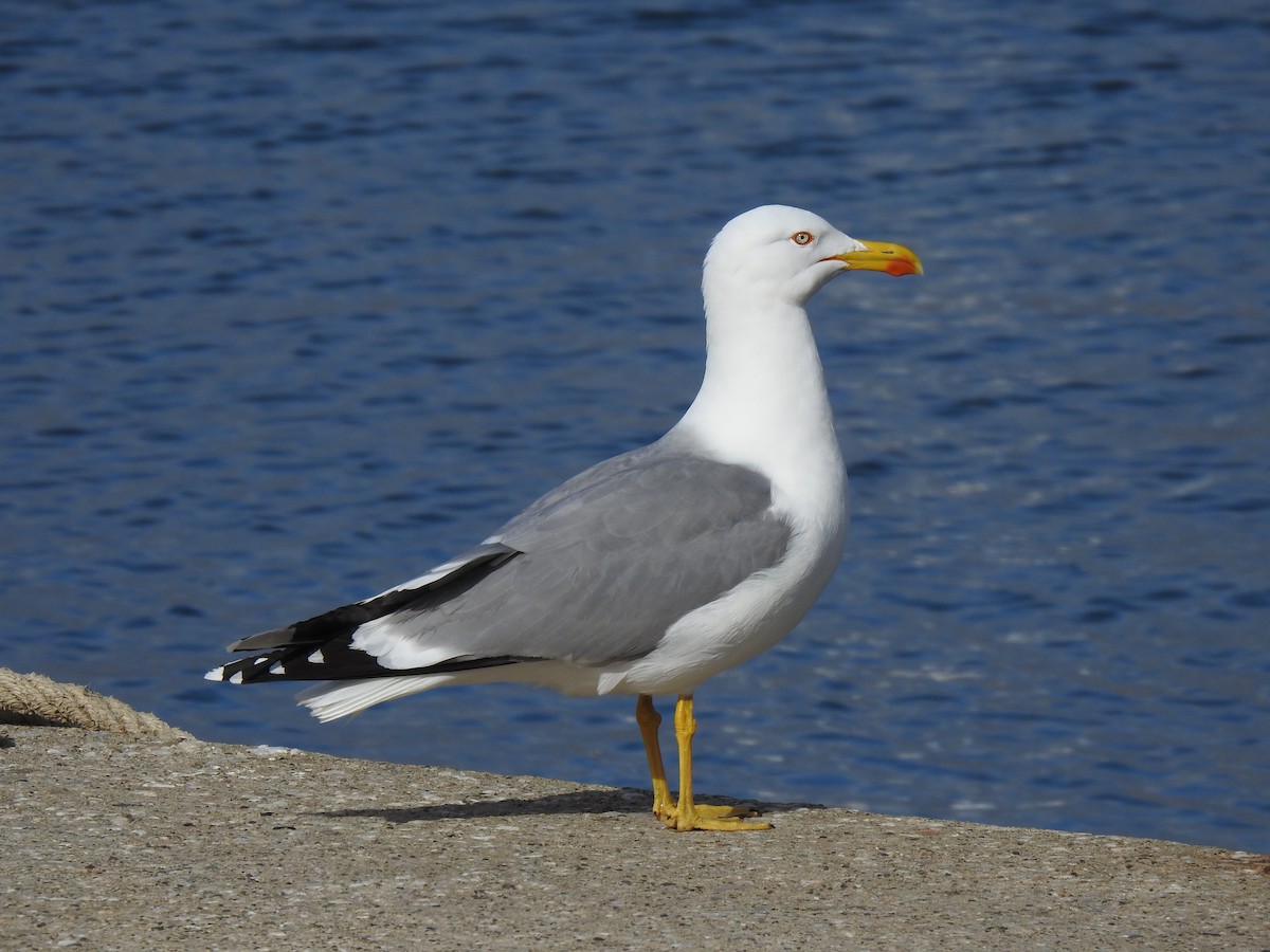 Yellow-legged Gull - ML610140586