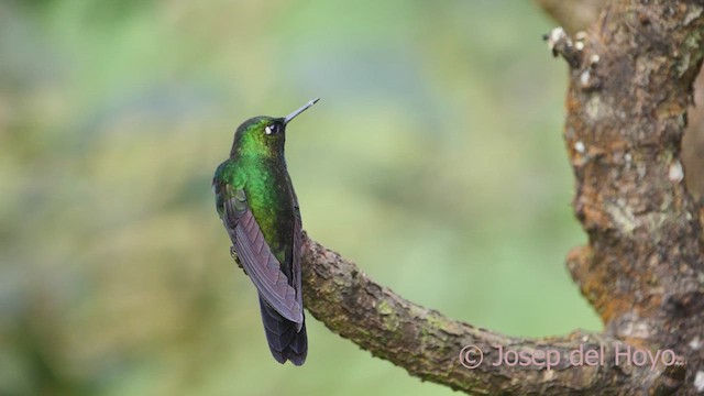 kolibřík turmalinový - ML610140591
