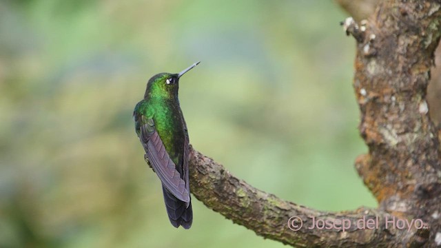 Colibrí Turmalina - ML610140591